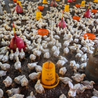 Chicks at a poultry farm during checks by government workers to examine the animals for signs of bird flu infection in Darul Imarah, Indonesia, on March 2 | AFP-JIJI