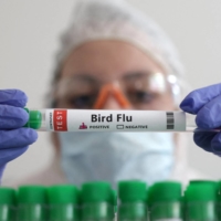 Since the discovery of a dead falcon in September, over 200 incidents of bird deaths have been confirmed in which the birds – ranging from cranes to ducks to crows – have tested positive for H5N1, according to the Environment Ministry. | REUTERS