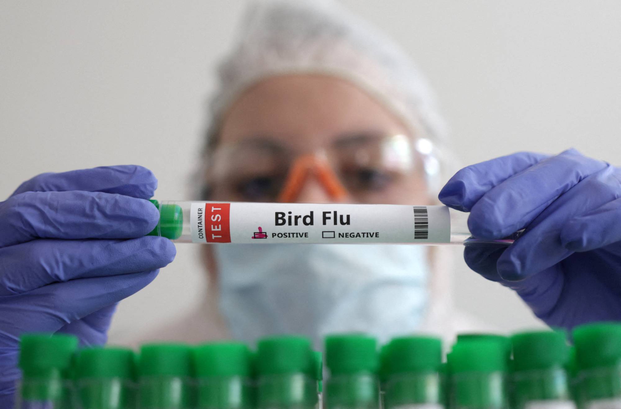 Since the discovery of a dead falcon in September, over 200 incidents of bird deaths have been confirmed in which the birds – ranging from cranes to ducks to crows – have tested positive for H5N1, according to the Environment Ministry. | REUTERS