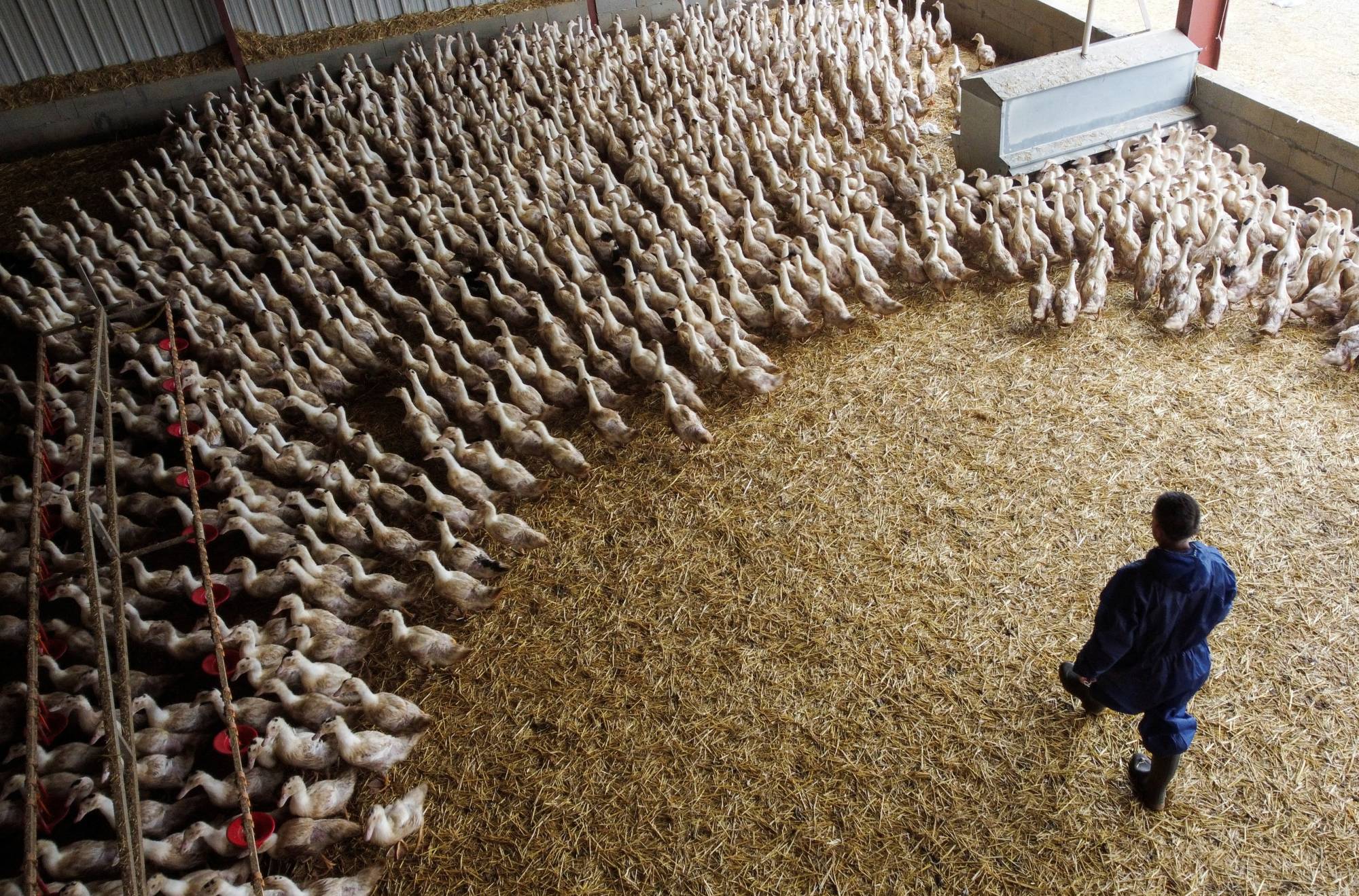 Ducks inside a poultry farm in Castelnau-Tursan, France, in January  | REUTERS
