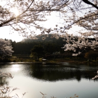 Cherry blossom bloom around a lake in Ibaraki Prefecture during the first days of spring.  | JOHAN BROOKS
