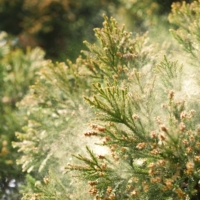 Hay fever patients are filling clinics and drugstores amid the highest pollen levels in 10 years. | GETTY IMAGES