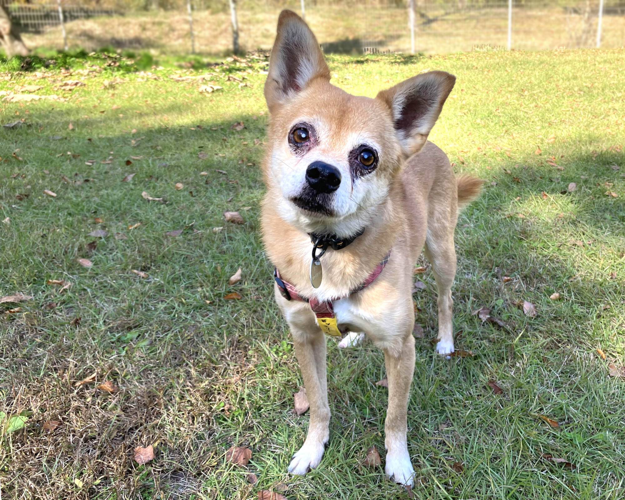 Hickory loves to play like a puppy. When he's not playing, he's a calm and peaceful dog. | AKIRA KOBAYASHI