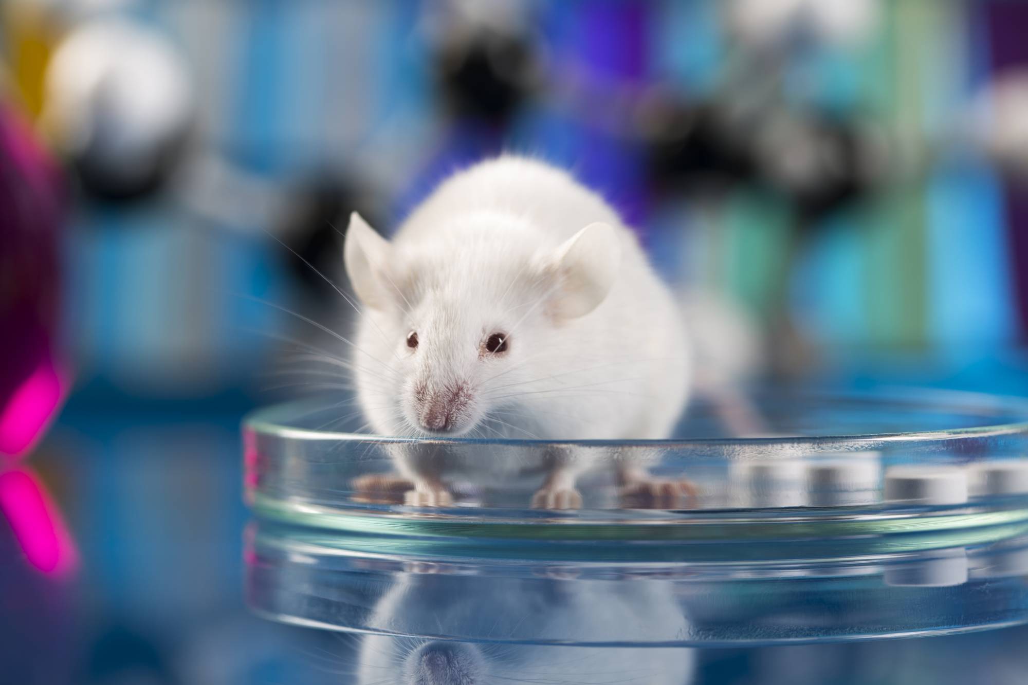 Japanese mouse on sale