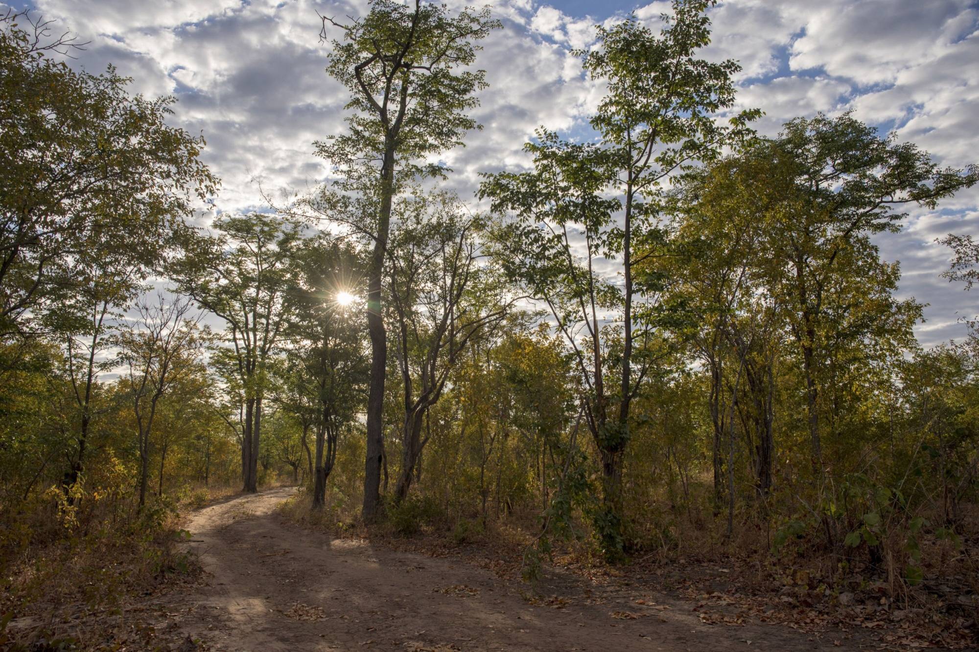 These trees near Mbire, Zimbabwe, shown in 2021, faced likely annihilation, according to the carbon project financed by South Pole | BLOOMBERG
