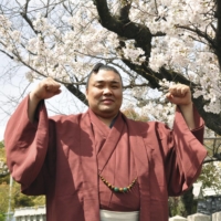 Sekiwake Kiribayama poses for photos in front of a cherry tree in Sakai, Osaka, on Monday.  | KYODO