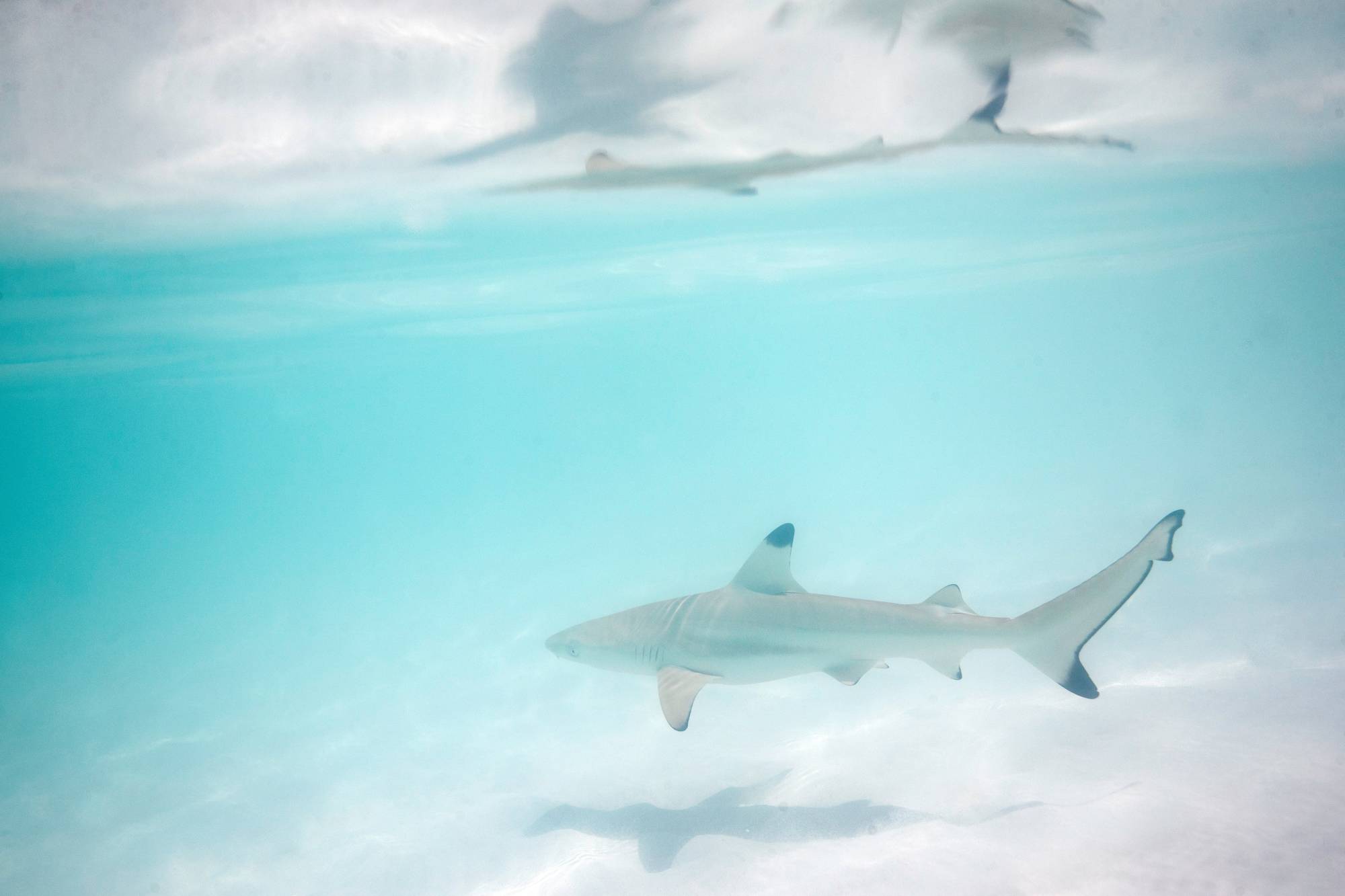 Thai beach made famous in movie struggles to balance sharks with tourism -  The Japan Times