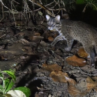 An Iriomote wildcat | KYODO
