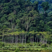 Offsets are promissory notes sold on a voluntary basis, where the seller will spend money protecting a forest or building a renewable-energy plant and undertake to ensure that certain emissions are avoided or removed in the process.  | AFP-JIJI