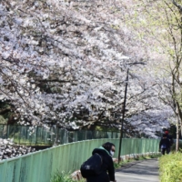 Megumi Feyen rides her bike during Tokyo’s cherry blossom season in 2023.  | CHAD & MEGUMI FEYEN
