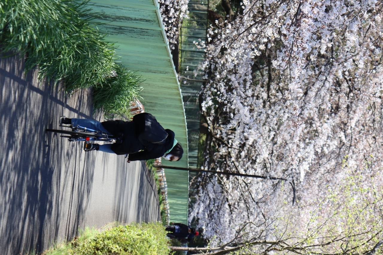 Megumi Feyen rides her bike during Tokyo’s cherry blossom season in 2023. | Chad & Megumi Feyen 