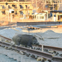 A wild boar crosses a railway line in Futaba, Fukushima Prefecture. | KYODO