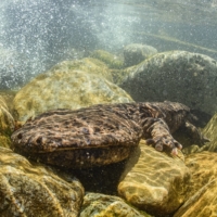 The Japanese giant salamander has been protected as a cultural property under Japanese law since it was declared a “special natural monument” in 1952. | GETTY IMAGES
