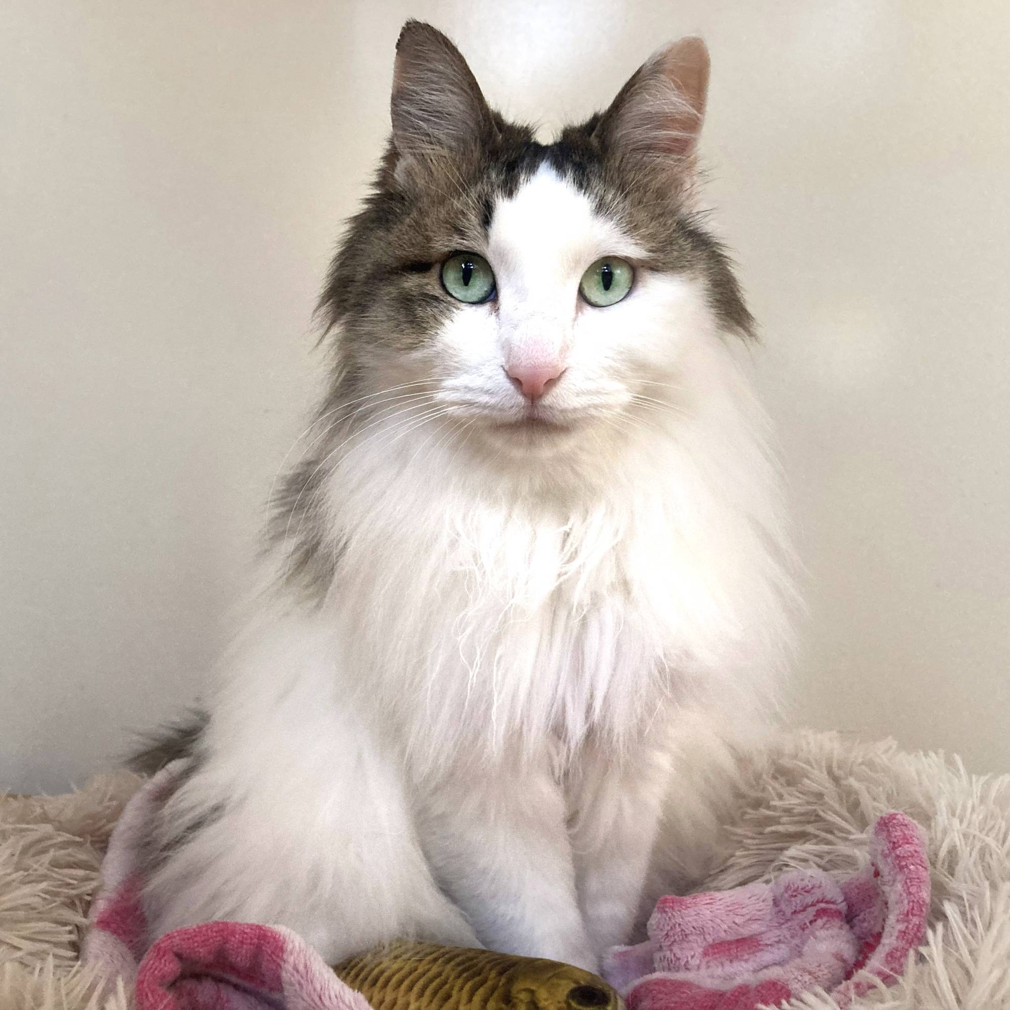 Martini is looking for some good cheer in a new home.  | SHIORI TAKEDA