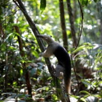 A recovered anteater is released into the Amazon rainforest near Porto Velho, Brazil, in 2020. Recent multinational agreements have embraced the concept of climate-biodiversity synergies — policies and approaches that can advance both priorities in a mutually reinforcing way. | REUTERS