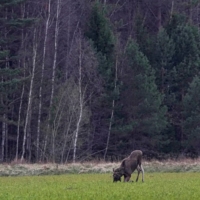 An elk grazes in a field near the village of Zhukovka, Belarus, in 2020. The increasing destruction of forests due to economic exploitation has depleted biodiversity to the extent that the planet is already enduring its sixth mass extinction event. | REUTERS