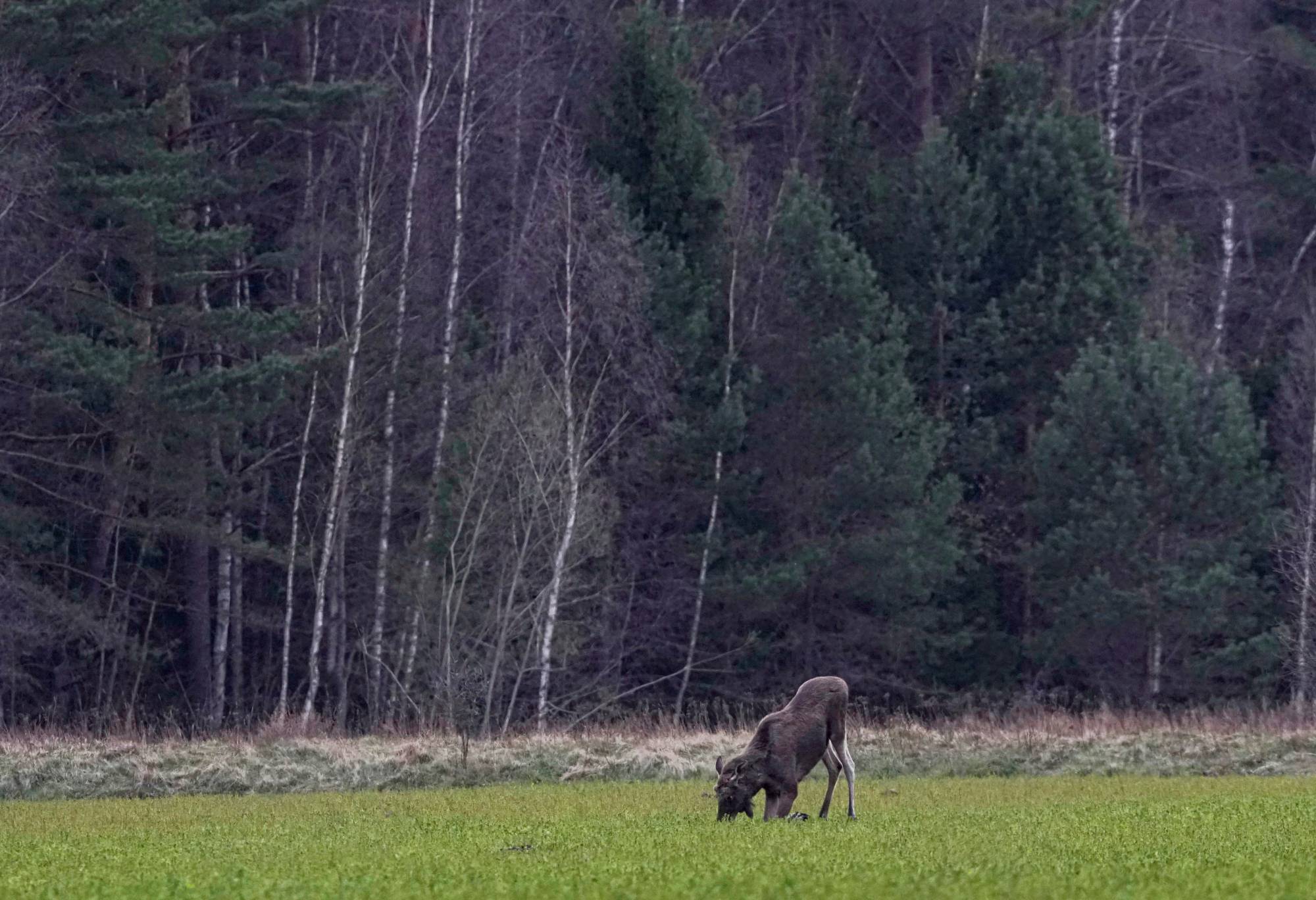 An elk grazes in a field near the village of Zhukovka, Belarus, in 2020. The increasing destruction of forests due to economic exploitation has depleted biodiversity to the extent that the planet is already enduring its sixth mass extinction event. | Reuters