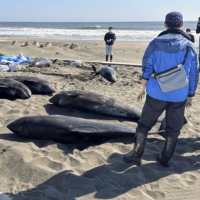 Dolphins washed up on a beach near the boundary between the city of Isumi and the town of Ichinomiya in Chiba Prefecture on Tuesday. | COURTESY OF TOWN OF ICHINOMIYA / VIA KYODO