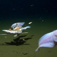 Snailfish at 7,500-8,200 meters in the Izu-Ogasawara Trench. | UNIVERSITY OF WESTERN AUSTRALIA / TOKYO UNIVERSITY OF MARINE SCIENCE
