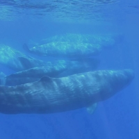A pod of sperm whales off the Sicilian coast of Milazzo, Italy, in June 2020. Whales have a role to play in the fight against climate change, and that all comes down to how they can help keep carbon dioxide out of the atmosphere in both direct and indirect ways. | MUMA MUSEO DEL MARE DI MILAZZO / VIA REUTERS 