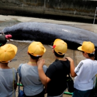 Children watch a Baird\'s Beaked whale being dragged to be butchered at Wada port in Minamiboso, Chiba Prefecture, in July 2019. Whales face a number of threats, from ship collisions and noise pollution to commercial whaling. | REUTERS