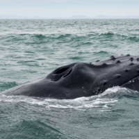 A humpback whale entangled in a fishing net is rescued by a Sea Shepherd crew inside a vaquita refuge in San Felipe, Baja California Norte, Mexico, in February 2020. There is a concern that, if whales’ role in carbon sequestration is overstated, companies could purchase carbon credits based on the animal’s preservation that wouldn’t actually offset their emissions. | SEA SHEPHERD / VIA REUTERS