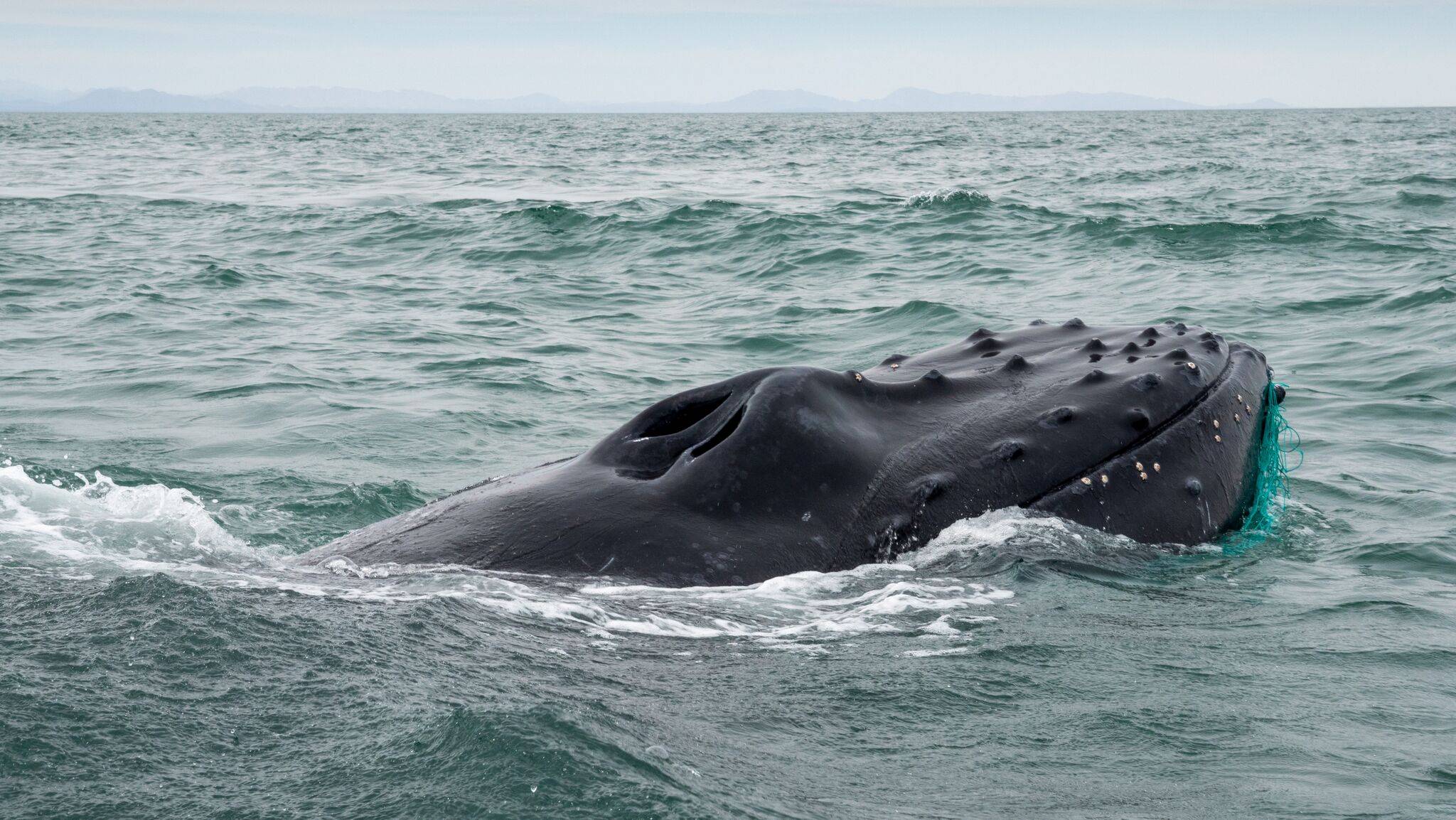 A humpback whale entangled in a fishing net is rescued by a Sea Shepherd crew inside a vaquita refuge in San Felipe, Baja California Norte, Mexico, in February 2020. There is a concern that, if whales’ role in carbon sequestration is overstated, companies could purchase carbon credits based on the animal’s preservation that wouldn’t actually offset their emissions. | SEA SHEPHERD / via REUTERS