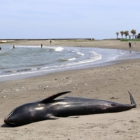 A dolphin found stranded on a beach near Tsurigasaki, Chiba Prefecture, on Wednesday | KYODO
