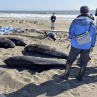 Dolphins stranded on the beach in Chiba Prefecture on Tuesday | KYODO