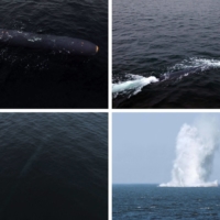 A North Korean underwater nuclear attack drone is seen in the Sea of Japan in this image released Saturday. | KCNA / KNS / VIA AFP-JIJI