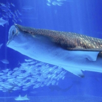 A whale shark swimming in a tank at Okinawa Churaumi Aquarium  | OKINAWA CHURAUMI AQUARIUM / VIA KYODO
