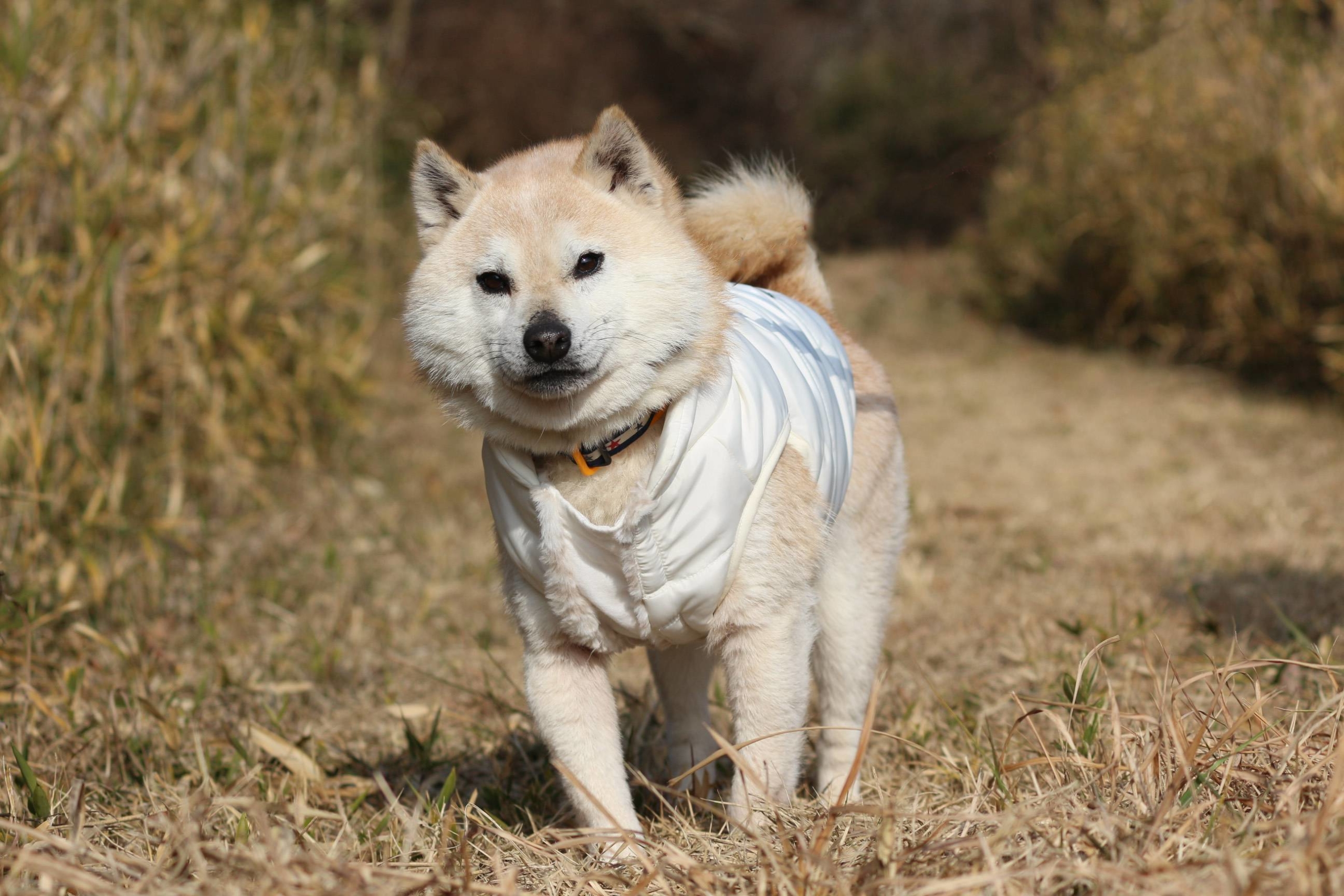 Maple is an active and fantastically cheeky little fellow. | SEITARO MATSUO