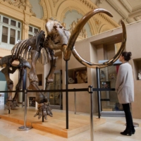 A complete mammoth skeleton at the Aguttes auction house in Lyon, France, in November 2017 | REUTERS