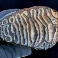 The molar tooth of a young female mammoth, discovered in northeastern Siberia in 2015. The genome from this specimen was included in new research on mammoth genetics.  | PETER MORTENSEN / VIA REUTERS.  