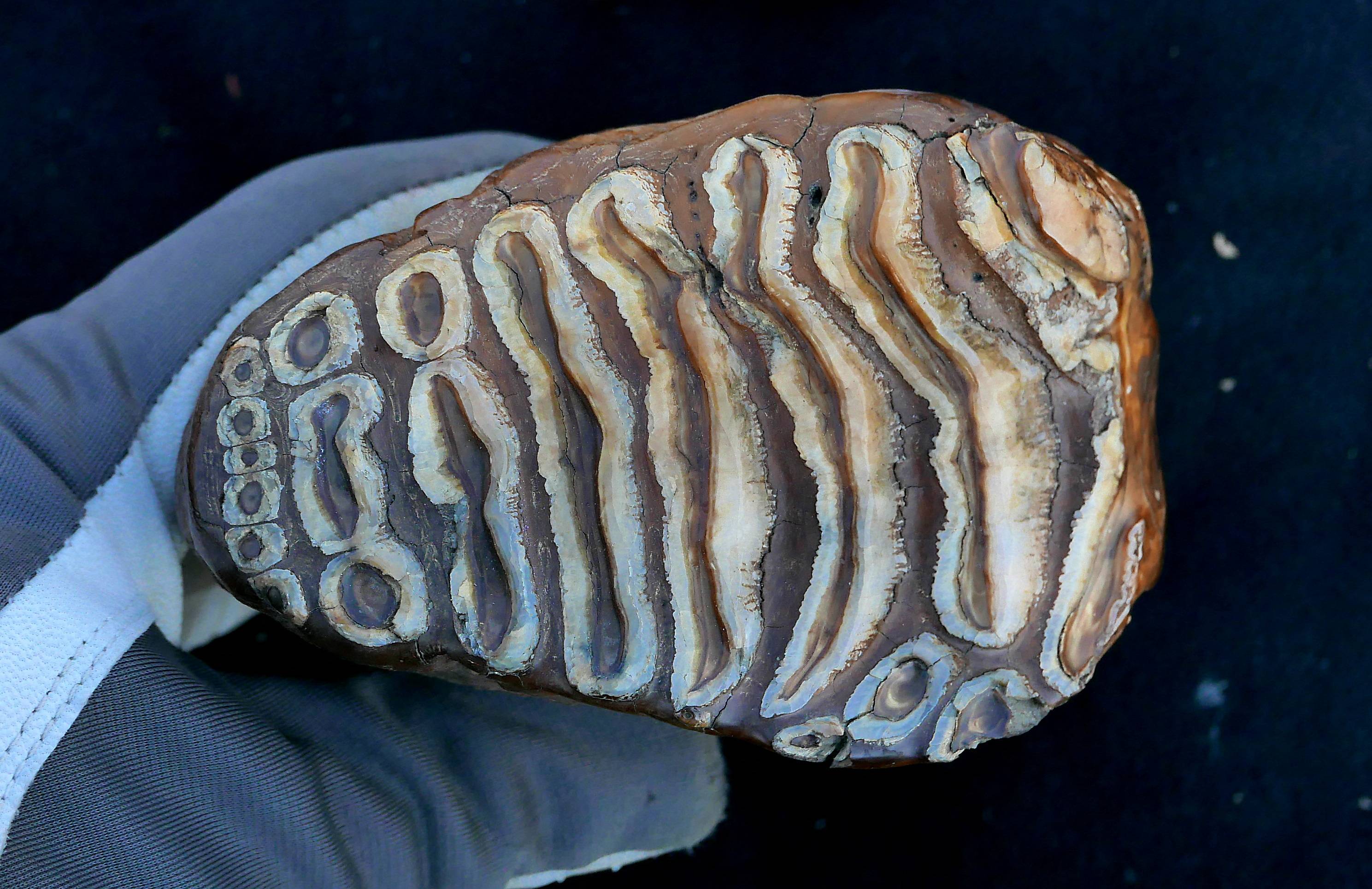 The molar tooth of a young female mammoth, discovered in northeastern Siberia in 2015. The genome from this specimen was included in new research on mammoth genetics. | Peter Mortensen / via REUTERS. 
