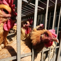A livestock market in Kunming, Yunnan province, China. Sporadic infections in people with bird flu are common in China, where avian flu viruses constantly circulate in huge poultry and wild bird populations. | REUTERS