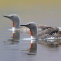 A study has shown that the overall population of almost 35,000 loons, primarily red-throated loons, fell by nearly 30% after wind farms were built in the North Sea. | BLOOMBERG