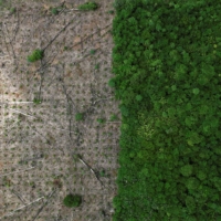A deforested area near Uruara, Para State, Brazil, in January. Persuading Brazil\'s private banks that the bioeconomy is a good investment remains a challenge.  | REUTERS
