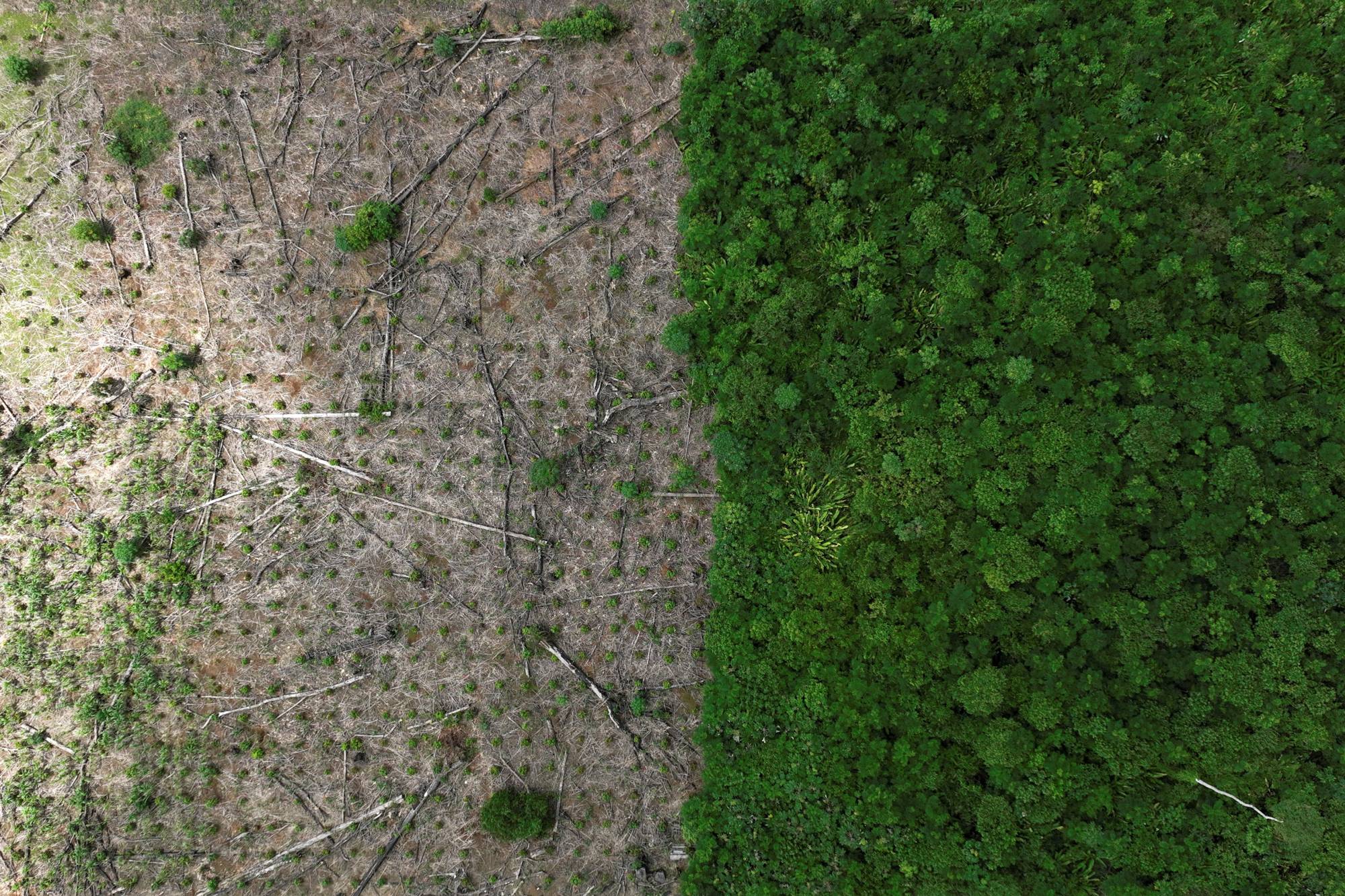 A deforested area near Uruara, Para State, Brazil, in January. Persuading Brazil's private banks that the bioeconomy is a good investment remains a challenge.  | REUTERS