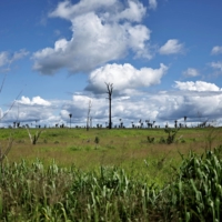 A pasture in a deforested area near the Cachoeira Seca Indigenous reserve, in Uruara, Para State, Brazil, in January | REUTERS