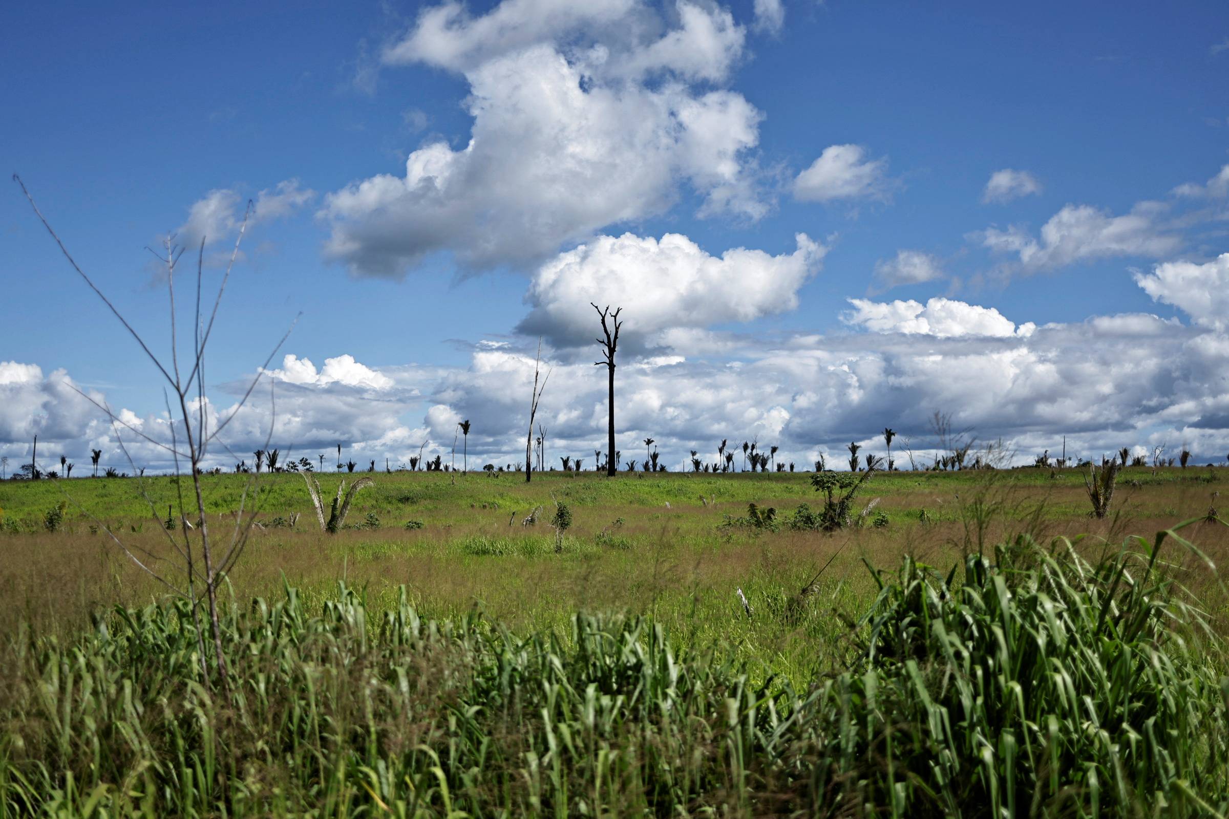 A pasture in a deforested area near the Cachoeira Seca Indigenous reserve, in Uruara, Para State, Brazil, in January | REUTERS