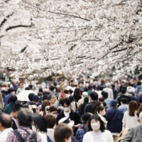The cherry blossom season coincided with a rise in the number of foreign arrivals in Japan during March. | KYODO
