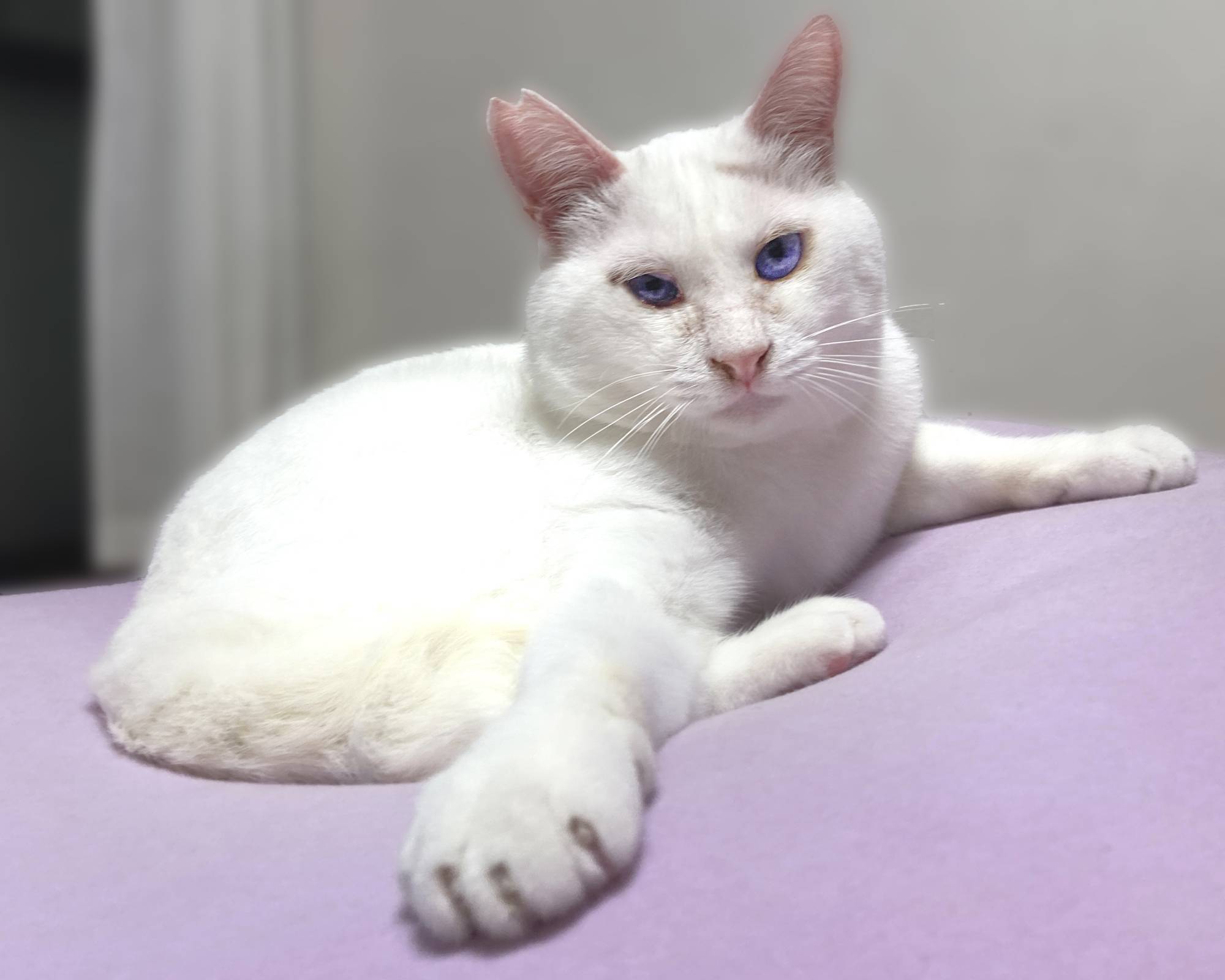 Pineapple the cat had a bit of an inflamed eye in this photo, but rest assured he is doing fine and dandy now.  | HARUNA AKIYAMA