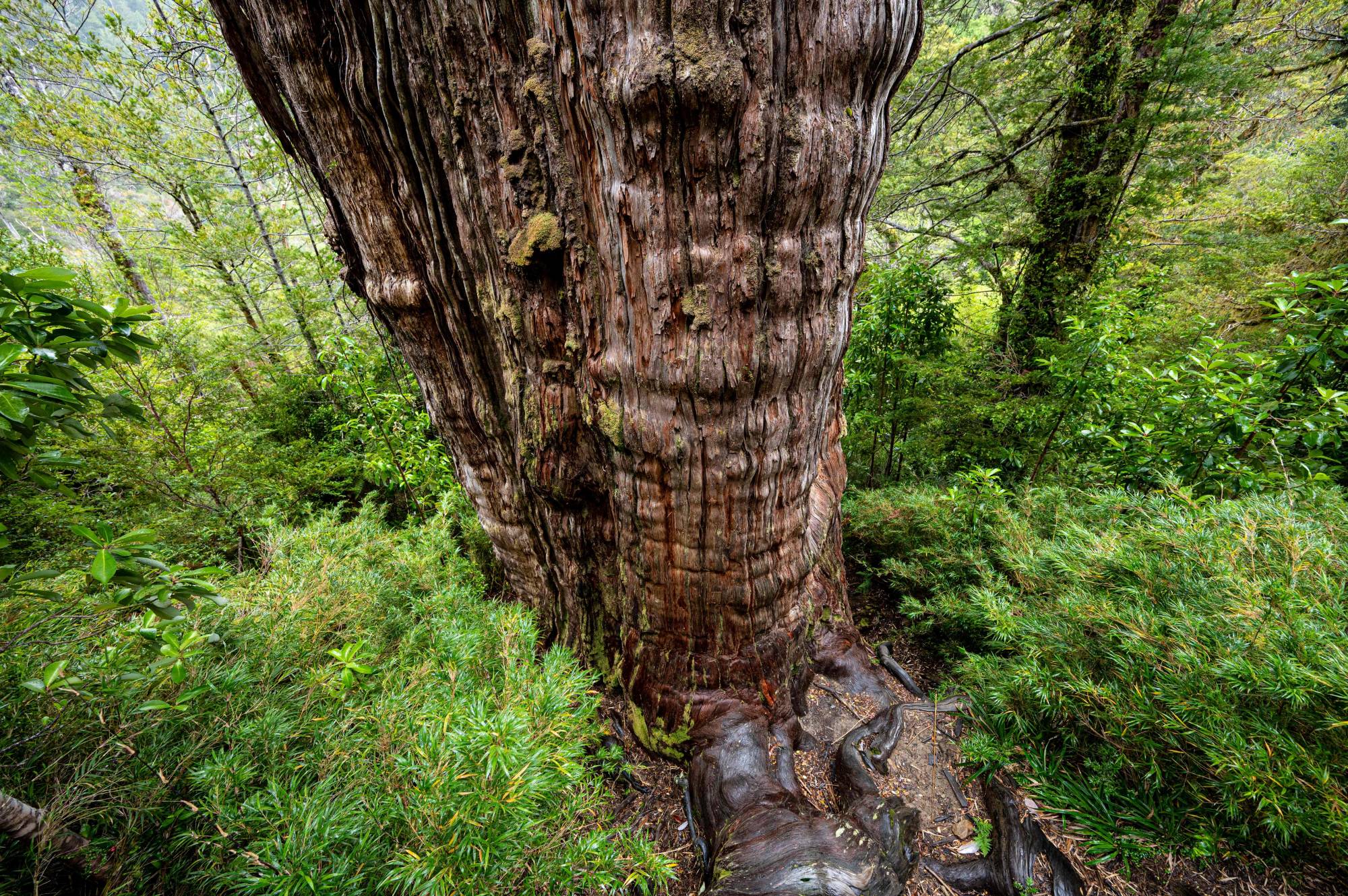 World s oldest Tree Able To Reveal Planet s Secrets The Japan Times