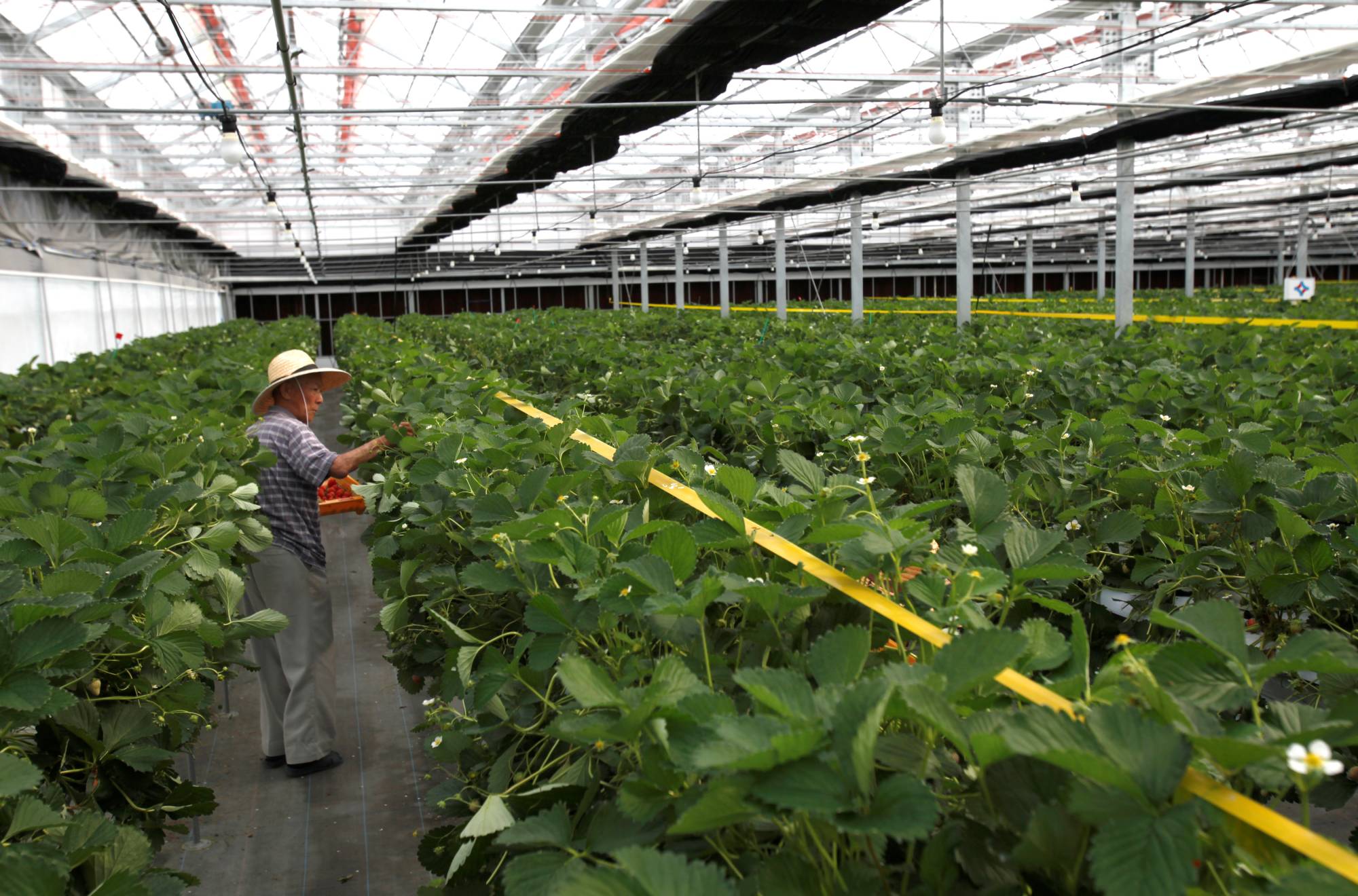 A man picks strawberries at a greenhouse in Yamamoto, Miyagi Prefecture, in June 2017. | REUTERS