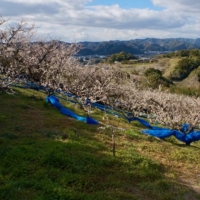 The Minabe Bairin ume orchards allow grasses to grow throughout the fields — a practice avoided elsewhere to cut down on competition among plants for resources. | MARA BUDGEN