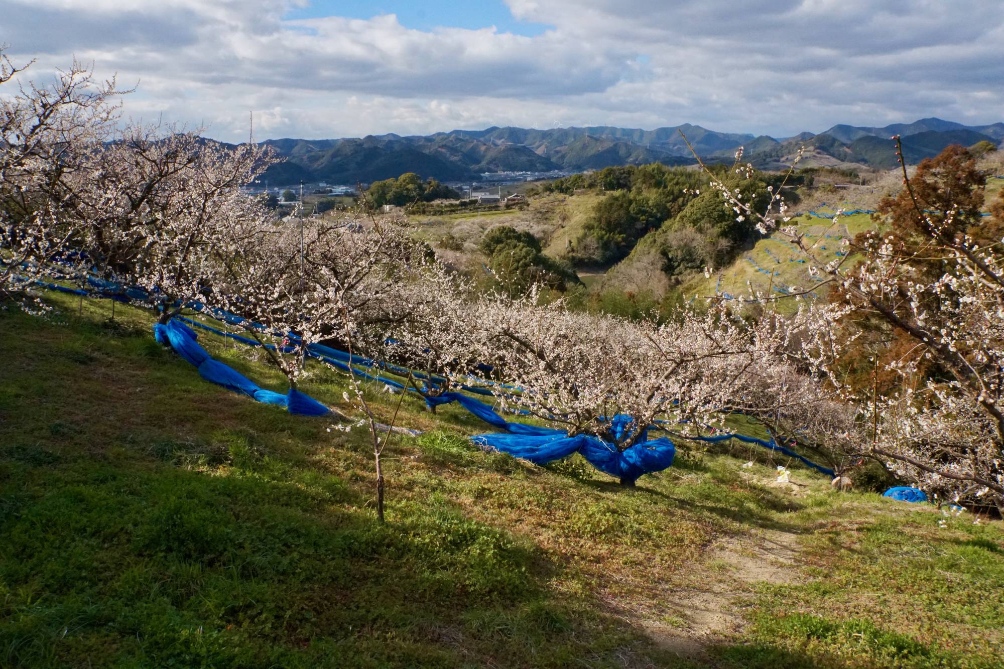 The Minabe Bairin ume orchards allow grasses to grow throughout the fields — a practice avoided elsewhere to cut down on competition among plants for resources. | MARA BUDGEN