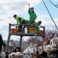 At the Minabe Bairin ume orchards, workers orchestrate an annual mochi throw for good luck. | MARA BUDGEN
