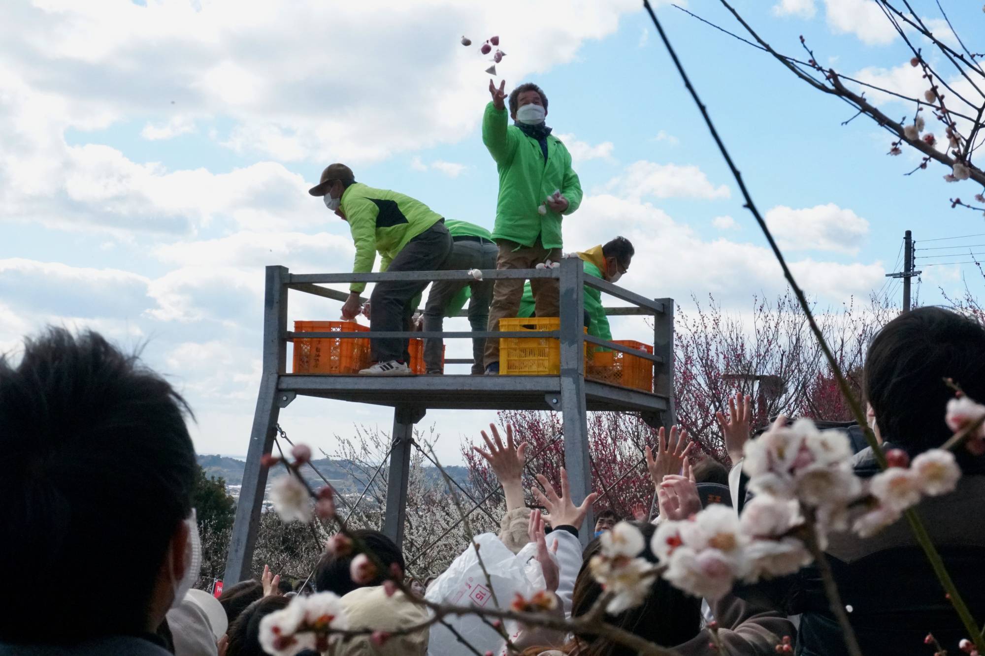At the Minabe Bairin ume orchards, workers orchestrate an annual mochi throw for good luck. | MARA BUDGEN 