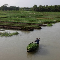 A man carries gourd seedlings to be sold to middlemen, at his floating farm in Pirojpur district, Bangladesh, in August 2022  | REUTERS